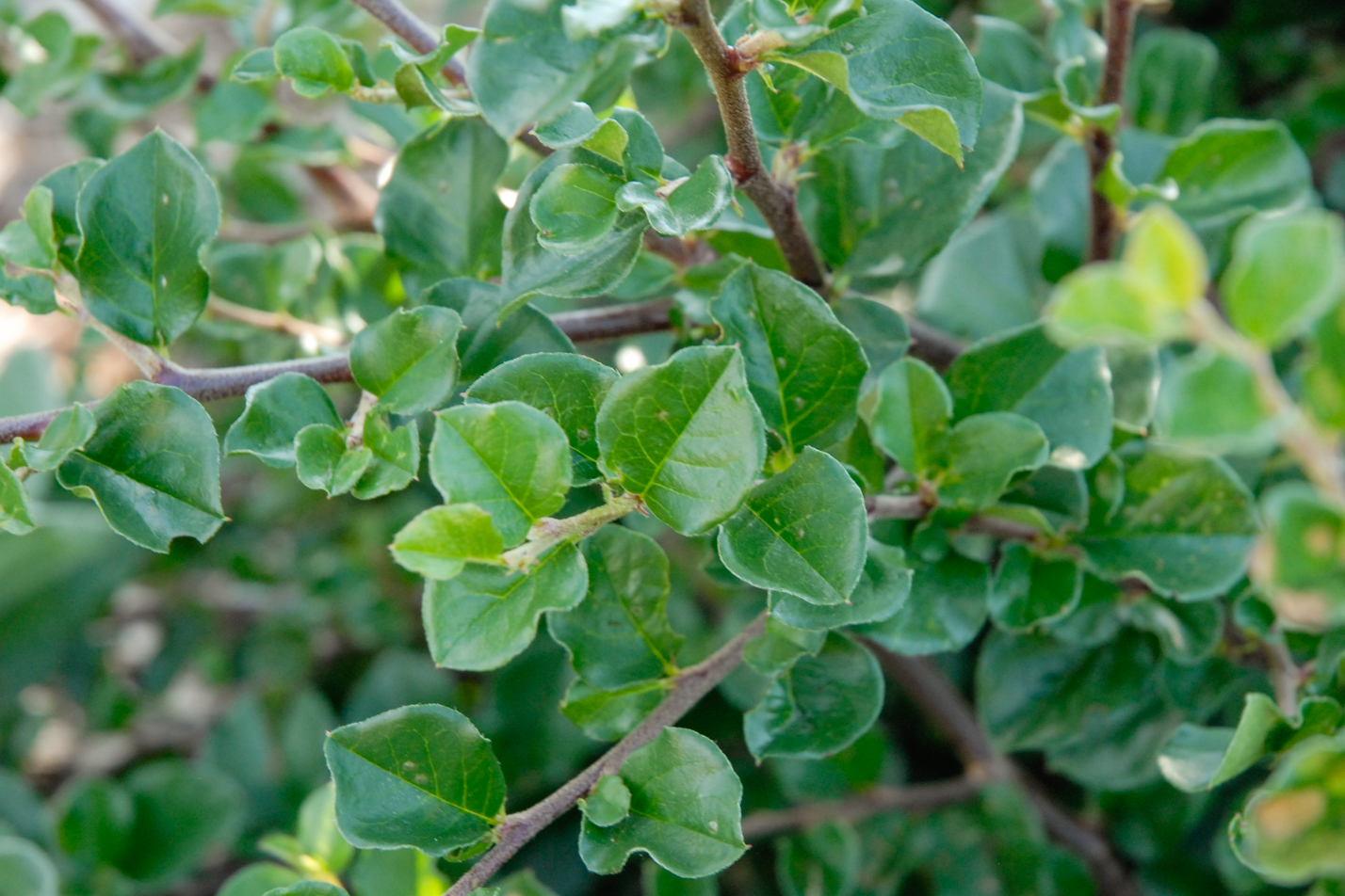 Cranberry Cotoneaster